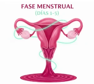 1. Fase menstrual (días 1–5)