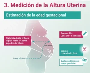 3. Medición de la Altura Uterina