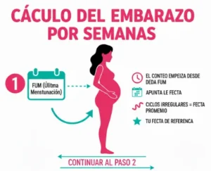 Cálculo del Embarazo por Semanas